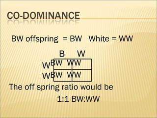 BW offspring = BW White = WW
BW WW
BW WW
The off spring ratio would be
1:1 BW:WW
B W
W
W
 