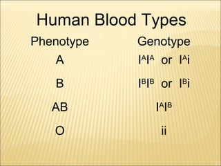 Human Blood Types
Phenotype Genotype
A
B
AB
O
IA
IA
or IA
i
IB
IB
or IB
i
IA
IB
ii
 
