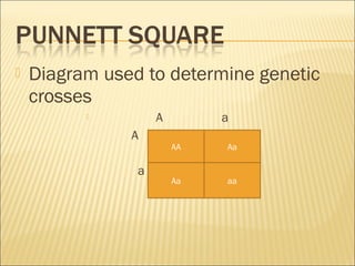  Diagram used to determine genetic
crosses
 A a
A
a
AA
Aa aa
Aa
 