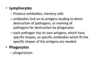 • Lymphocytes
– Produce antibodies; memory cells
– antibodies lock on to antigens leading to direct
destruction of pathogens, or marking of
pathogens for destruction by phagocytes
– each pathogen has its own antigens, which have
specific shapes, so specific antibodies which fit the
specific shapes of the antigens are needed
• Phagocytes
– phagocytosis
 
