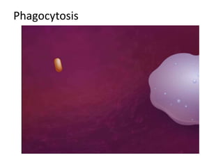 Phagocytosis
 