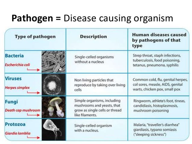 Y11 Diseases and immunity