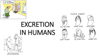 EXCRETION
IN HUMANS
 