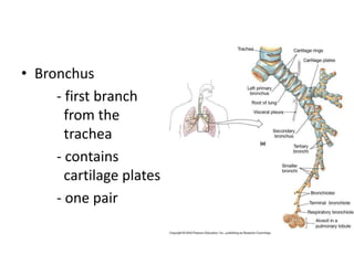 • Bronchus
- first branch
from the
trachea
- contains
cartilage plates
- one pair
 