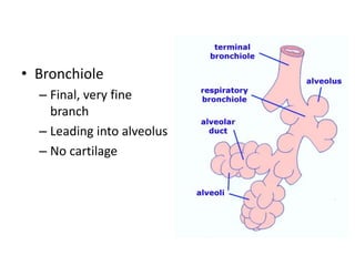 • Bronchiole
– Final, very fine
branch
– Leading into alveolus
– No cartilage
 