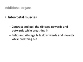 Additional organs
• Intercostal muscles
– Contract and pull the rib cage upwards and
outwards while breathing in
– Relax and rib cage falls downwards and inwards
while breathing out
 