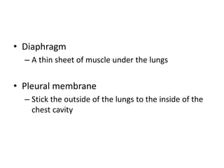 • Diaphragm
– A thin sheet of muscle under the lungs
• Pleural membrane
– Stick the outside of the lungs to the inside of the
chest cavity
 