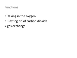 Functions
• Taking in the oxygen
• Getting rid of carbon dioxide
= gas exchange
 