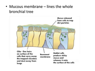 • Mucous membrane – lines the whole
bronchial tree
 