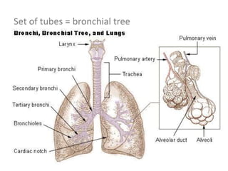 Set of tubes = bronchial tree
 