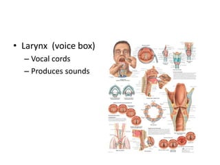 • Larynx (voice box)
– Vocal cords
– Produces sounds
 