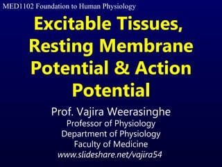 Excitable Tissues,
Resting Membrane
Potential & Action
Potential
Prof. Vajira Weerasinghe
Professor of Physiology
Department of Physiology
Faculty of Medicine
www.slideshare.net/vajira54
MED1102 Foundation to Human Physiology
 