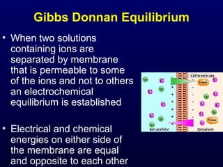 Gibbs Donnan Equilibrium
• When two solutions
containing ions are
separated by membrane
that is permeable to some
of the ions and not to others
an electrochemical
equilibrium is established
• Electrical and chemical
energies on either side of
the membrane are equal
and opposite to each other
 