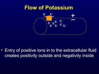 Flow of Potassium
• Entry of positive ions in to the extracellular fluid
creates positivity outside and negativity inside
K+
K+K+
K+
K+ K+
K+
K+
K+
K+
 