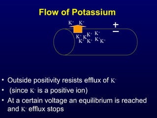 Flow of Potassium
• Outside positivity resists efflux of K+
• (since K+
is a positive ion)
• At a certain voltage an equilibrium is reached
and K+
efflux stops
K+
K+K+
K+
K+ K+
K+
K+
K+
K+
 