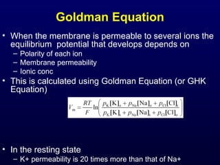 Goldman Equation
• When the membrane is permeable to several ions the
equilibrium potential that develops depends on
– Polarity of each ion
– Membrane permeability
– Ionic conc
• This is calculated using Goldman Equation (or GHK
Equation)
• In the resting state
– K+ permeability is 20 times more than that of Na+
 