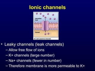 Ionic channels
• Leaky channels (leak channels)
– Allow free flow of ions
– K+ channels (large number)
– Na+ channels (fewer in number)
– Therefore membrane is more permeable to K+
 