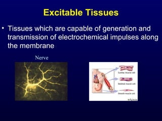 Excitable Tissues
• Tissues which are capable of generation and
transmission of electrochemical impulses along
the membrane
Nerve
 