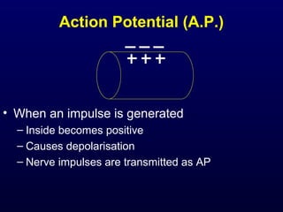 Action Potential (A.P.)
• When an impulse is generated
– Inside becomes positive
– Causes depolarisation
– Nerve impulses are transmitted as AP
 