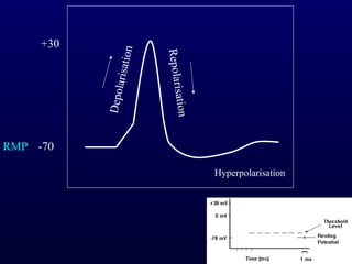 Depolarisation
Repolarisation
-70
+30
RMP
Hyperpolarisation
 