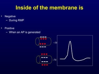 Inside of the membrane is
• Negative
– During RMP
• Positive
– When an AP is generated
-70
+30
 