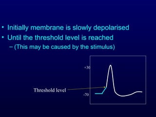 • Initially membrane is slowly depolarised
• Until the threshold level is reached
– (This may be caused by the stimulus)
-70
+30
Threshold level
 