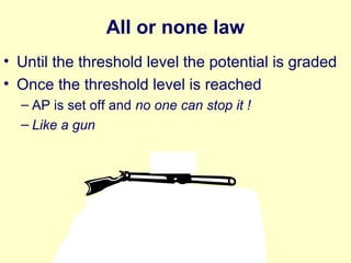 All or none law
• Until the threshold level the potential is graded
• Once the threshold level is reached
– AP is set off and no one can stop it !
– Like a gun
 