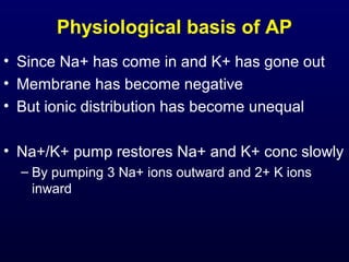 Physiological basis of AP
• Since Na+ has come in and K+ has gone out
• Membrane has become negative
• But ionic distribution has become unequal
• Na+/K+ pump restores Na+ and K+ conc slowly
– By pumping 3 Na+ ions outward and 2+ K ions
inward
 