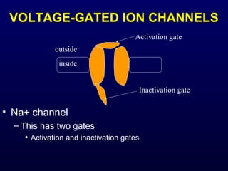 VOLTAGE-GATED ION CHANNELS
• Na+ channel
– This has two gates
• Activation and inactivation gates
outside
inside
Activation gate
Inactivation gate
 