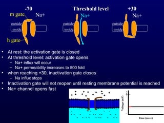 • At rest: the activation gate is closed
• At threshold level: activation gate opens
– Na+ influx will occur
– Na+ permeability increases to 500 fold
• when reaching +30, inactivation gate closes
– Na influx stops
• Inactivation gate will not reopen until resting membrane potential is reached
• Na+ channel opens fast
outside
inside
outside
inside
-70 Threshold level +30
Na+ Na+
outside
inside
Na+m gate
h gate
 