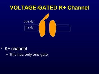 VOLTAGE-GATED K+ Channel
• K+ channel
– This has only one gate
outside
inside
 