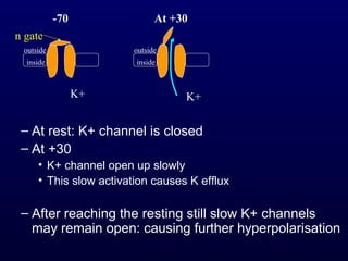 – At rest: K+ channel is closed
– At +30
• K+ channel open up slowly
• This slow activation causes K efflux
– After reaching the resting still slow K+ channels
may remain open: causing further hyperpolarisation
outside
inside
outside
inside
-70 At +30
K+ K+
n gate
 