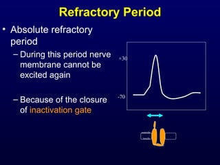 Refractory Period
• Absolute refractory
period
– During this period nerve
membrane cannot be
excited again
– Because of the closure
of inactivation gate
-70
+30
outside
inside
 