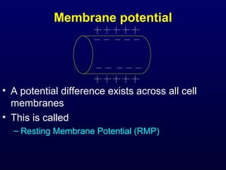 Membrane potential
• A potential difference exists across all cell
membranes
• This is called
– Resting Membrane Potential (RMP)
 