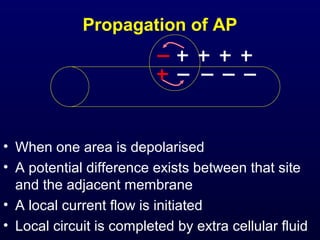 Propagation of AP
• When one area is depolarised
• A potential difference exists between that site
and the adjacent membrane
• A local current flow is initiated
• Local circuit is completed by extra cellular fluid
 
