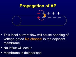 Propagation of AP
• This local current flow will cause opening of
voltage-gated Na channel in the adjacent
membrane
• Na influx will occur
• Membrane is deloparised
 