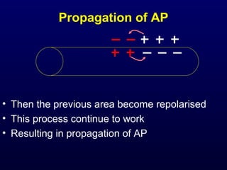 Propagation of AP
• Then the previous area become repolarised
• This process continue to work
• Resulting in propagation of AP
 