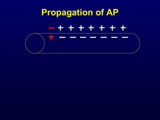 Propagation of AP
 