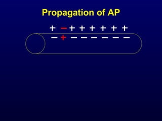 Propagation of AP
 