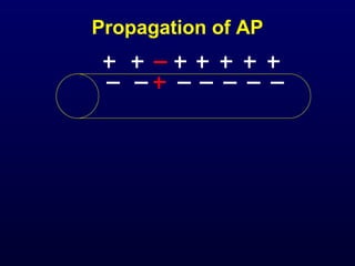 Propagation of AP
 
