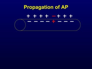Propagation of AP
 