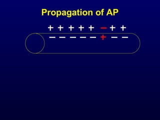 Propagation of AP
 