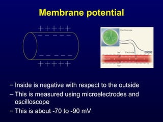 Membrane potential
– Inside is negative with respect to the outside
– This is measured using microelectrodes and
oscilloscope
– This is about -70 to -90 mV
 