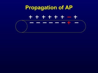 Propagation of AP
 