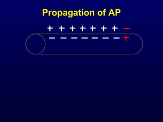 Propagation of AP
 