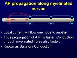 AP propagation along myelinated
nerves
• Local current will flow one node to another
• Thus propagation of A.P. is faster. Conduction
through myelinated fibres also faster.
• Known as Saltatory Conduction
 