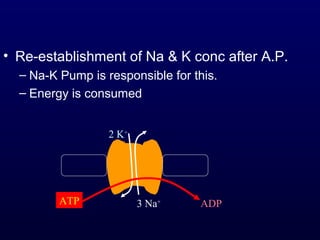 • Re-establishment of Na & K conc after A.P.
– Na-K Pump is responsible for this.
– Energy is consumed
3 Na+
2 K+
ATP ADP
 