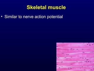 Skeletal muscle
• Similar to nerve action potential
 