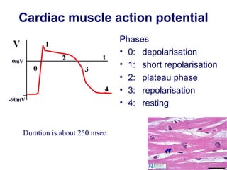 Cardiac muscle action potential
Phases
• 0: depolarisation
• 1: short repolarisation
• 2: plateau phase
• 3: repolarisation
• 4: resting
Duration is about 250 msec
 