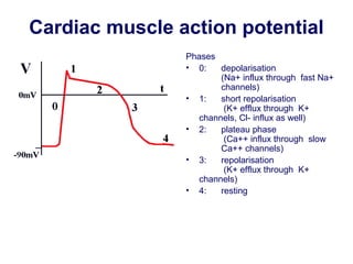 Cardiac muscle action potential
Phases
• 0: depolarisation
(Na+ influx through fast Na+
channels)
• 1: short repolarisation
(K+ efflux through K+
channels, Cl- influx as well)
• 2: plateau phase
(Ca++ influx through slow
Ca++ channels)
• 3: repolarisation
(K+ efflux through K+
channels)
• 4: resting
 